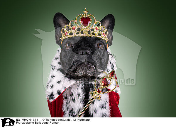 Franzsische Bulldogge Portrait / MHO-01741