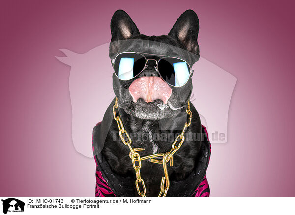 Franzsische Bulldogge Portrait / MHO-01743