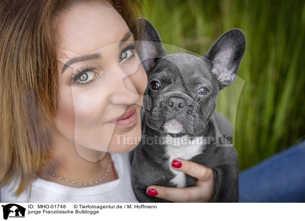 junge Franzsische Bulldogge / young French Bulldog / MHO-01748