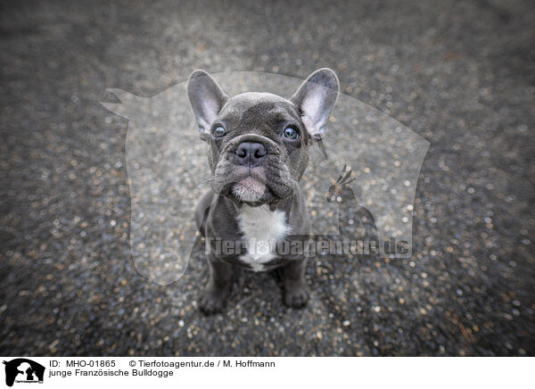 junge Franzsische Bulldogge / young French Bulldog / MHO-01865