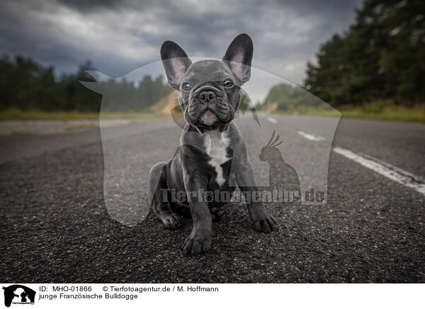 junge Franzsische Bulldogge / young French Bulldog / MHO-01866