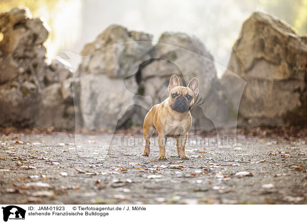stehende Franzsische Bulldogge / standing french bulldog / JAM-01923