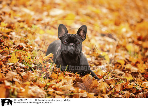 Franzsische Bulldogge im Herbst / French bulldog in autumn / JAM-02018