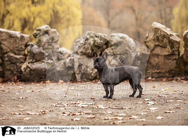 Franzsische Bulldogge im Herbst / French bulldog in autumn / JAM-02025