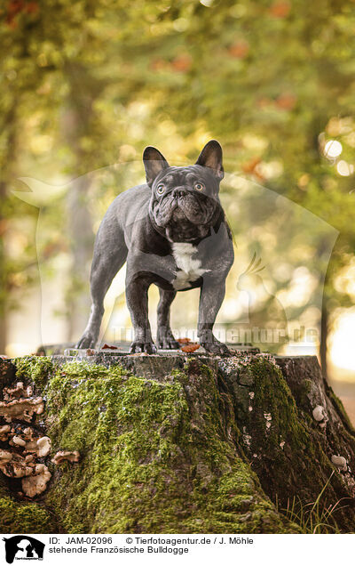 stehende Franzsische Bulldogge / standing French Bulldog / JAM-02096