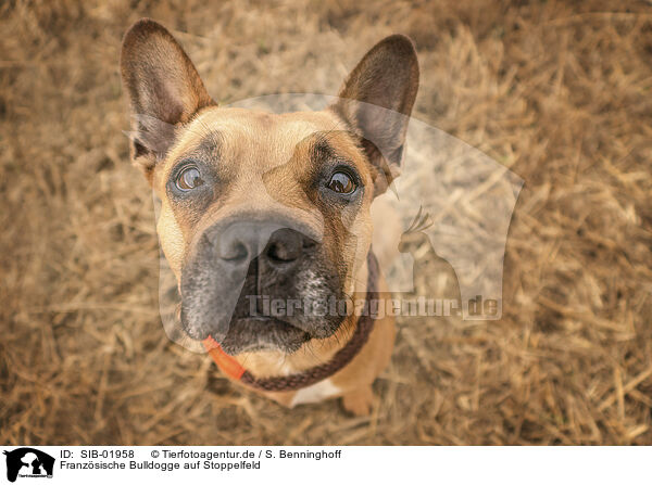 Franzsische Bulldogge auf Stoppelfeld / French Bulldog at stubble field / SIB-01958