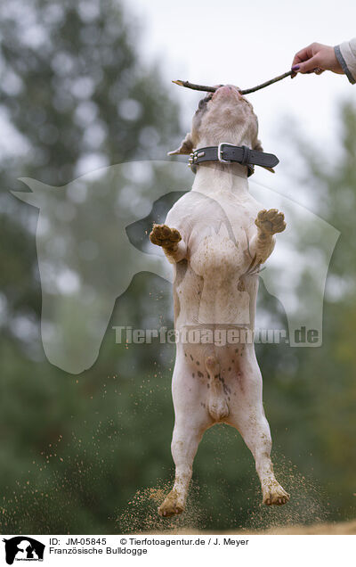Franzsische Bulldogge / French Bulldog / JM-05845