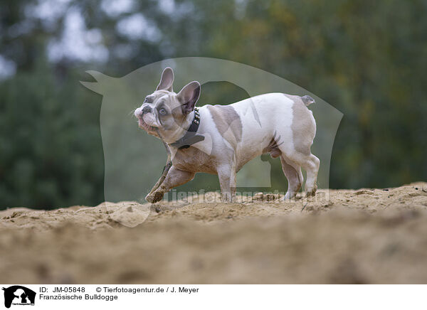 Franzsische Bulldogge / French Bulldog / JM-05848