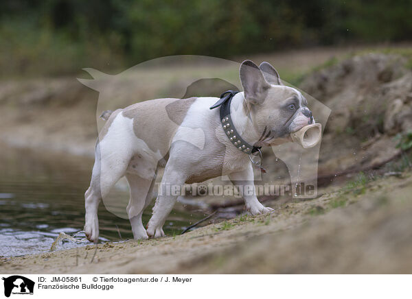 Franzsische Bulldogge / JM-05861