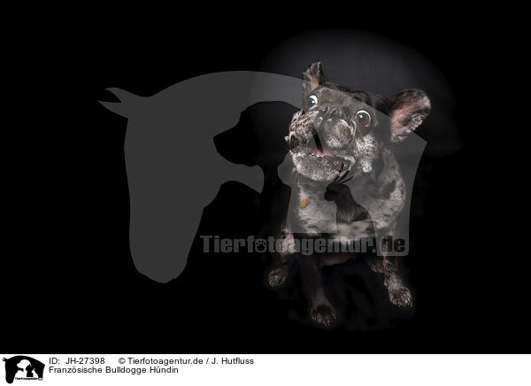 Franzsische Bulldogge Hndin / female French Bulldog / JH-27398