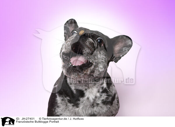 Franzsische Bulldogge Portrait / French Bulldog Portrait / JH-27401