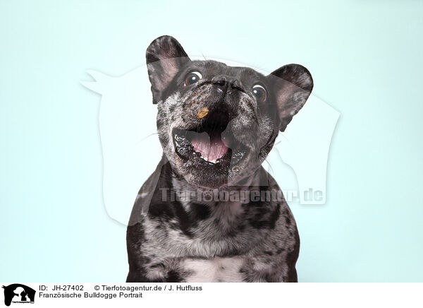 Franzsische Bulldogge Portrait / French Bulldog Portrait / JH-27402