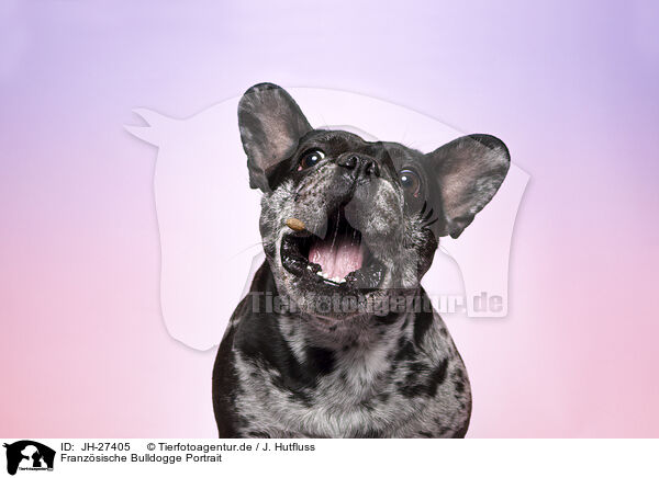 Franzsische Bulldogge Portrait / JH-27405