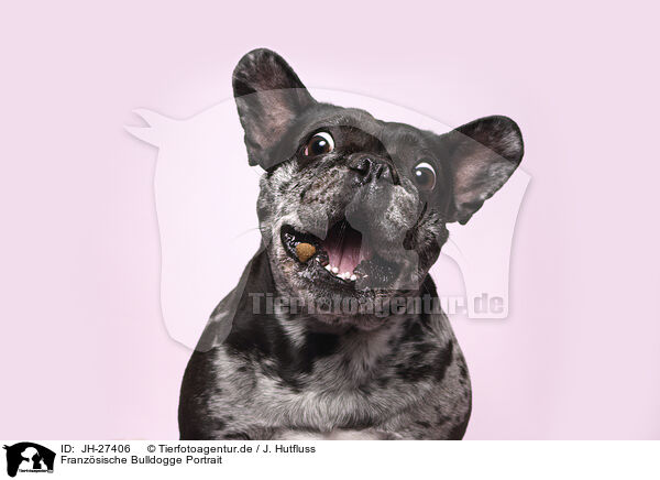 Franzsische Bulldogge Portrait / JH-27406