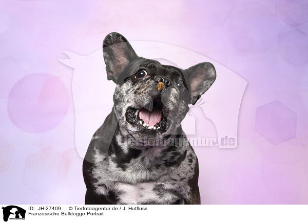 Franzsische Bulldogge Portrait / JH-27409