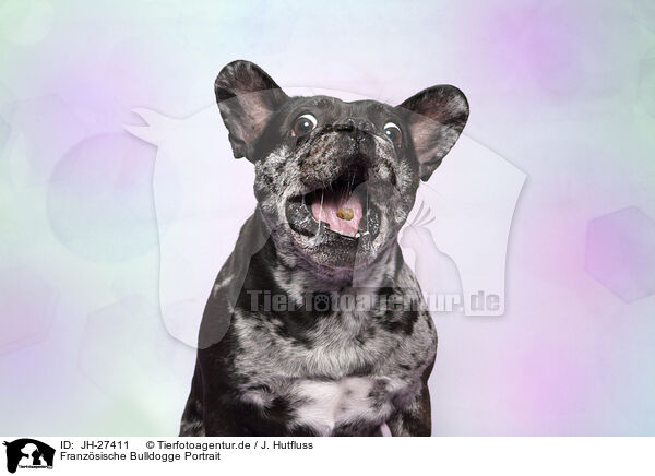 Franzsische Bulldogge Portrait / JH-27411