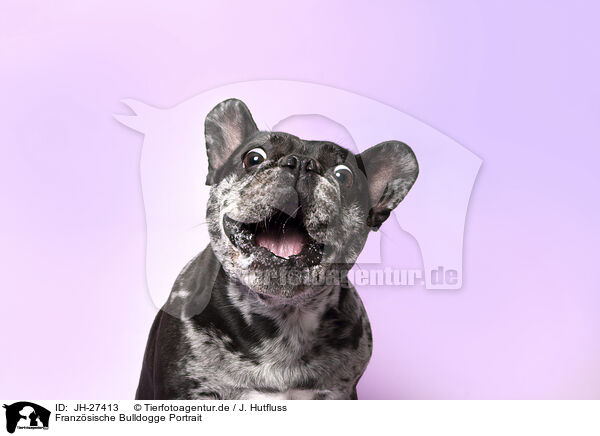 Franzsische Bulldogge Portrait / JH-27413