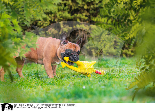 Franzsische Bulldogge mit Gummihuhn / French Bulldog with toy / SST-21682