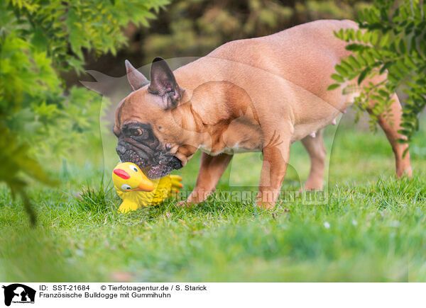 Franzsische Bulldogge mit Gummihuhn / French Bulldog with toy / SST-21684