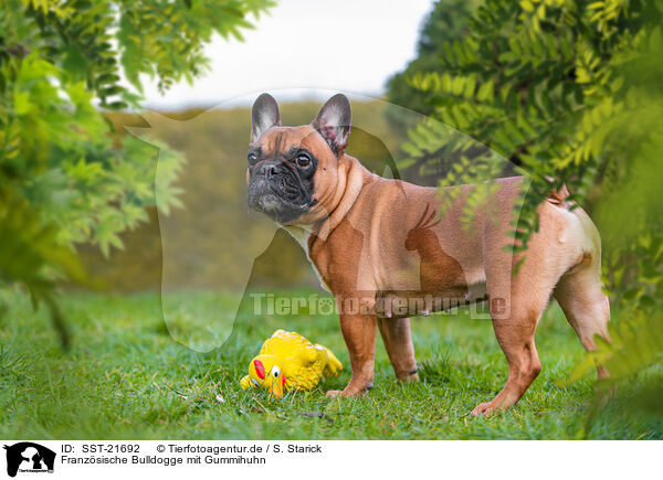 Franzsische Bulldogge mit Gummihuhn / French Bulldog with toy / SST-21692