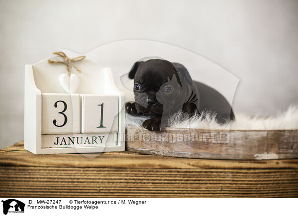 Franzsische Bulldogge Welpe / French Bulldog Puppy / MW-27247