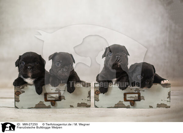 Franzsische Bulldogge Welpen / MW-27250