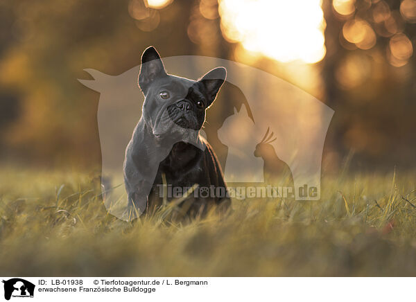 erwachsene Franzsische Bulldogge / adult French Bulldog / LB-01938