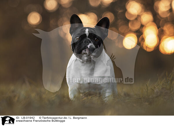 erwachsene Franzsische Bulldogge / adult French Bulldog / LB-01942