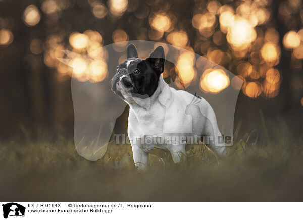 erwachsene Franzsische Bulldogge / adult French Bulldog / LB-01943