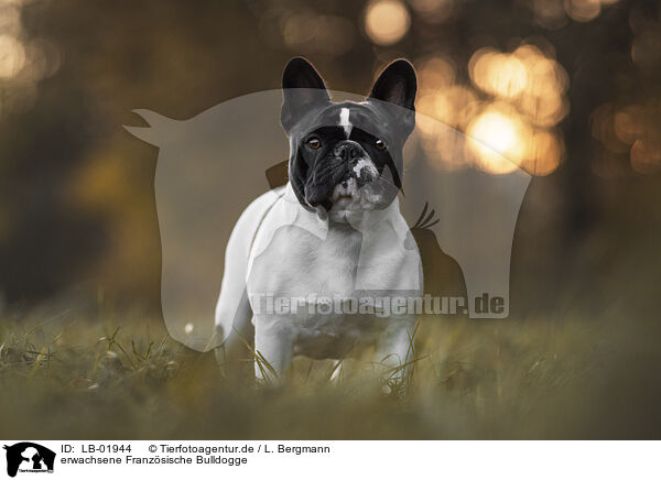 erwachsene Franzsische Bulldogge / adult French Bulldog / LB-01944