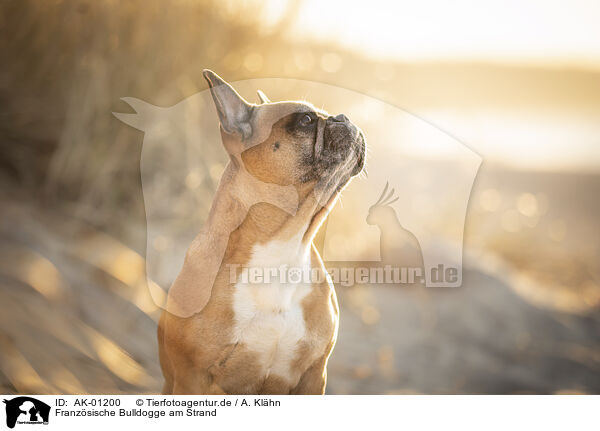 Franzsische Bulldogge am Strand / French Bulldog at the beach / AK-01200