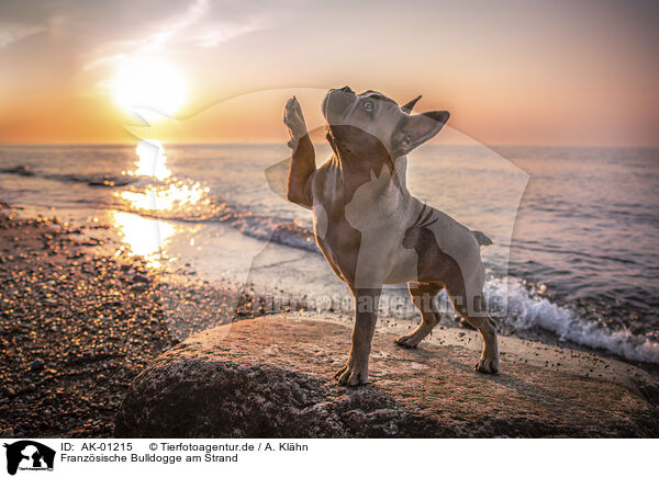 Franzsische Bulldogge am Strand / French Bulldog at the beach / AK-01215