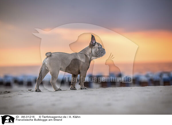 Franzsische Bulldogge am Strand / French Bulldog at the beach / AK-01216