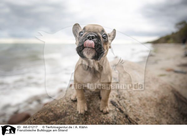 Franzsische Bulldogge am Strand / French Bulldog at the beach / AK-01217
