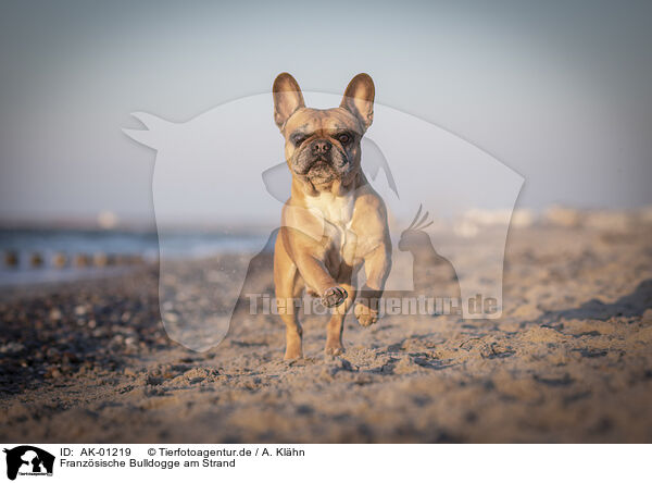 Franzsische Bulldogge am Strand / French Bulldog at the beach / AK-01219