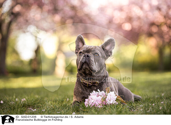 Franzsische Bulldogge im Frhling / French Bulldog in spring / SAD-01206