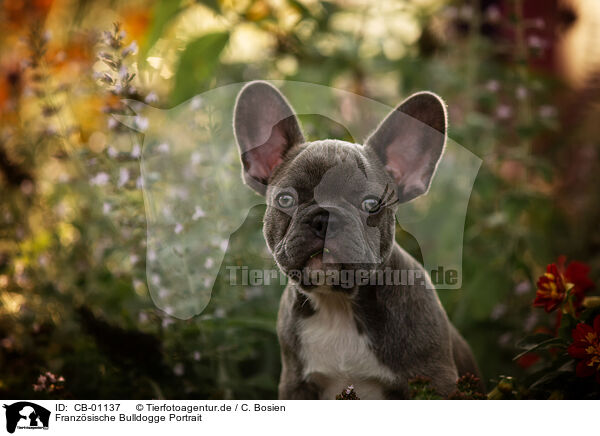 Franzsische Bulldogge Portrait / French Bulldog Portrait / CB-01137
