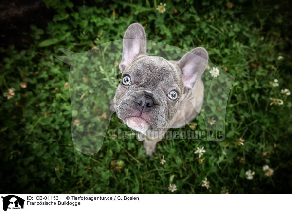 Franzsische Bulldogge / French Bulldog / CB-01153