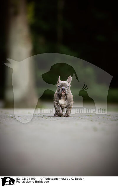 Franz�sische Bulldogge / French Bulldog / CB-01169