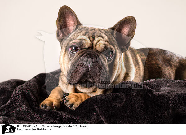 Franzsische Bulldogge / French Bulldog / CB-01791