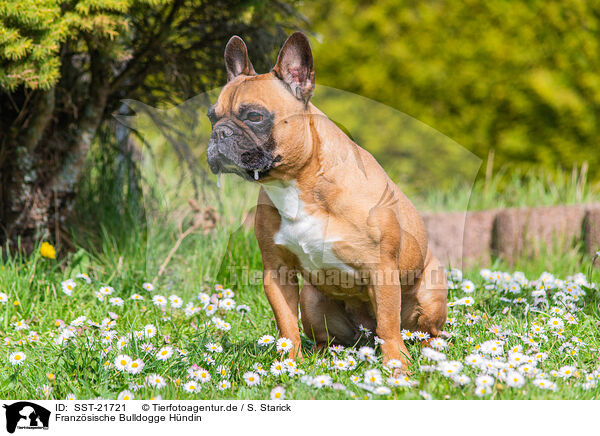 Franz�sische Bulldogge H�ndin / female French Bulldog / SST-21721