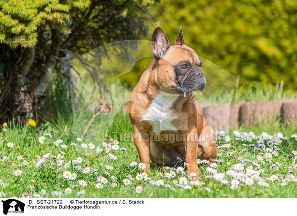Franzsische Bulldogge Hndin / female French Bulldog / SST-21722