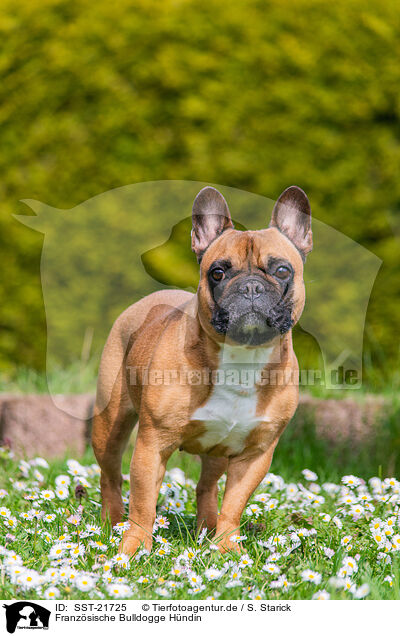 Franzsische Bulldogge Hndin / female French Bulldog / SST-21725