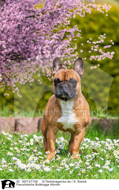 Franz�sische Bulldogge H�ndin / female French Bulldog / SST-21726