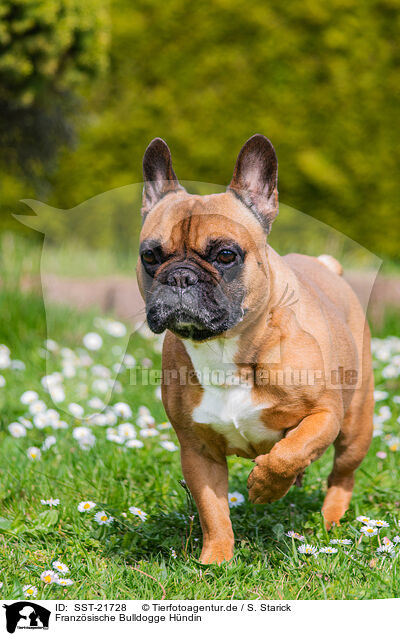 Franzsische Bulldogge Hndin / female French Bulldog / SST-21728