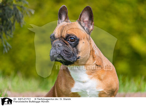 Franzsische Bulldogge Hndin / female French Bulldog / SST-21731