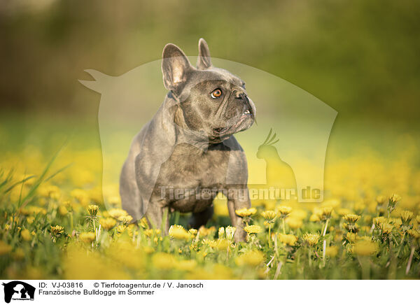 Franzsische Bulldogge im Sommer / French Bulldog in summer / VJ-03816