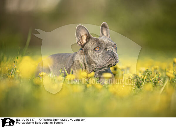 Franzsische Bulldogge im Sommer / French Bulldog in summer / VJ-03817