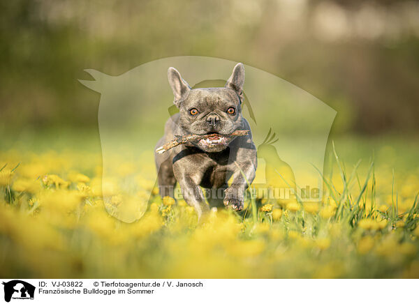 Franzsische Bulldogge im Sommer / French Bulldog in summer / VJ-03822