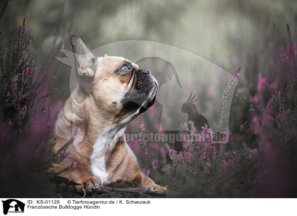 Franzsische Bulldogge Hndin / female French Bulldog / KS-01128